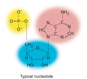 typical nucleotide
